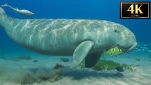 Underwater Film - Dive the Red Sea 4K