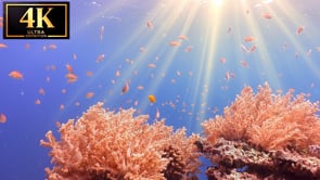 Underwater Film - Coral Reef Scenes 4K