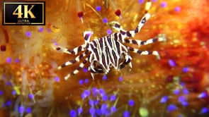 Underwater Film - Ocean colors 4K