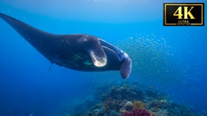 Underwater Film - Raja Ampat 4K