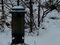 Time with the Chickadees