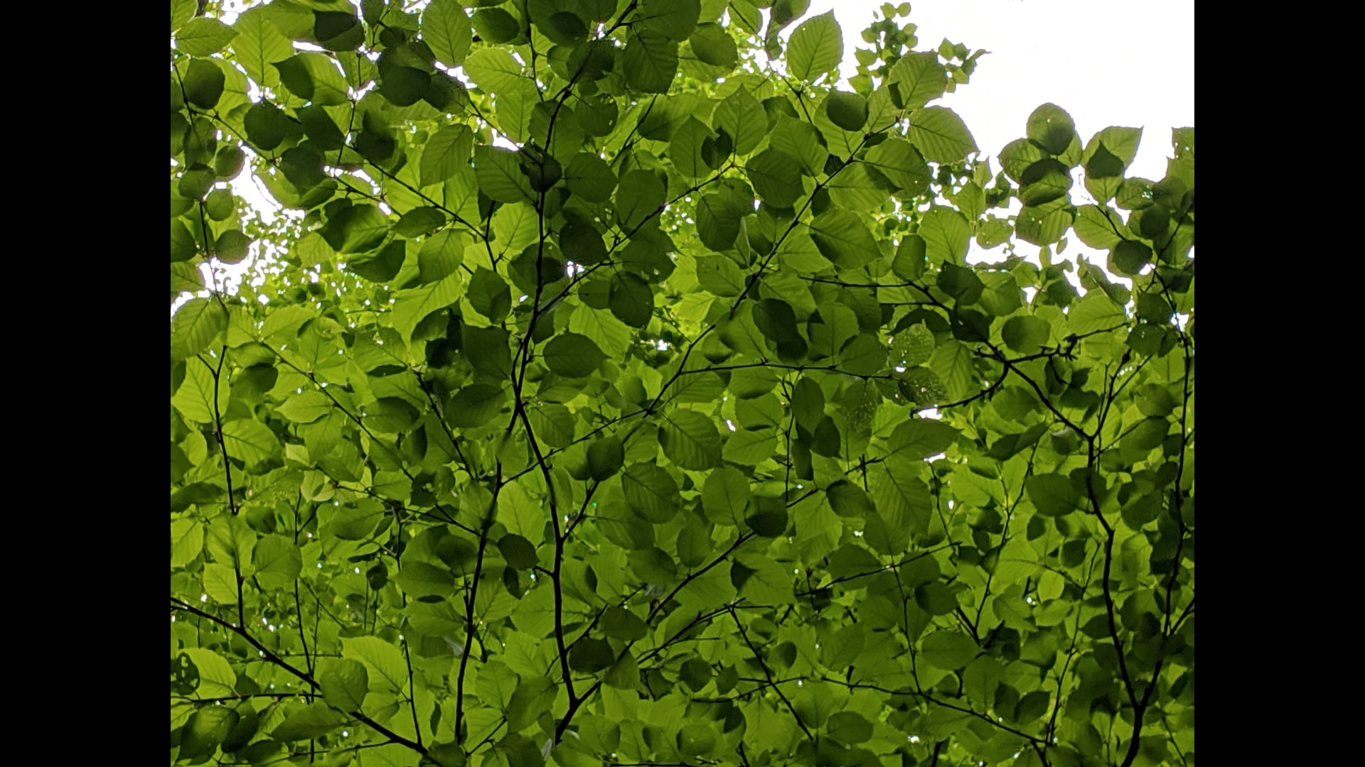 November 12: Revisiting Metta