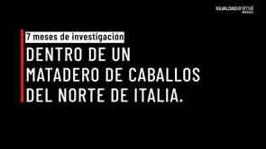 CRUELDAD y prácticas ILEGALES en rastro de CABALLOS en Italia | Investigación