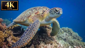 Underwater Short Film -  Wonderful Sea Turtles 4K