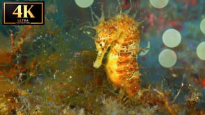 Underwater Short Film - Seahorse Symphony 4K