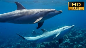 Underwater Film - Maldives and Red Sea HD