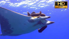 Underwater film - Underwater World Europe HD