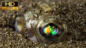 Underwater Film - Ocean Colors HD