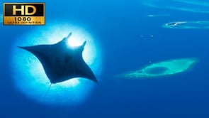 Underwater Film - Diving Paradise Maldives HD