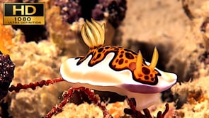 Underwater Film - Ocean of dreams HD