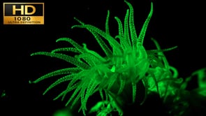 Underwater Film - Nightvision, night diviving HD