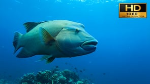 Underwater Film - Raja Ampat HD