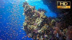 Underwater Film - The Blue Ocean HD