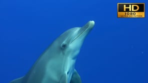 Free Test Stock Footage Clip HD