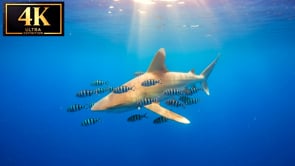 Underwater Short Film - Predatory Grace 4K