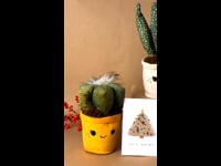 Toy-Plant-Gift