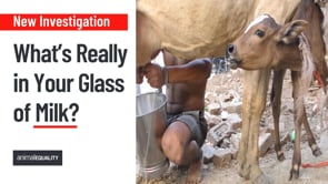 What’s Really in Your Glass of Milk?