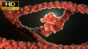 Underwater Film - Underwater Wonders - HD