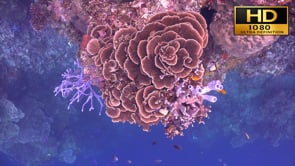 Underwater Film - The Coral Reef HD