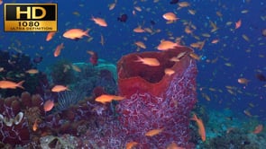 Free Underwater Test Film - HD