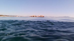 La posidònia ha florit més aviat que mai a Cala Montgó