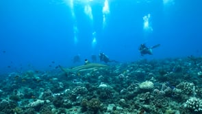 2501_Blacktip reef sharks swimming over coral reef