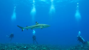 2502_Blacktip reef shark swimming in blue ocean