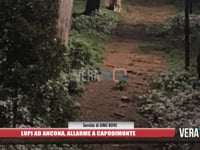 Lupi ad Ancona, allarme a Capodimonte