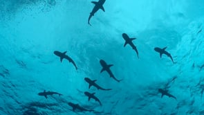 2504_Blacktip Reef Sharks silhouette against ocean surface