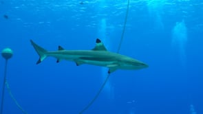 2505_Blacktip reef shark passing mooring buoy