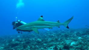 2506_blacktip reef shark and scuba divers