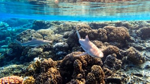 2507_two Blacktip reef sharks swimming over coral reef