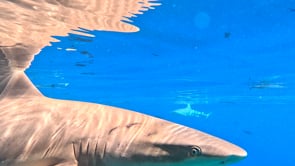 2508_Blacktip Reef Shark super close up in shallow water