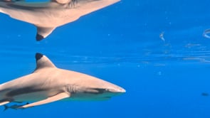 2509_Blacktip reef sharks swimming close at camera