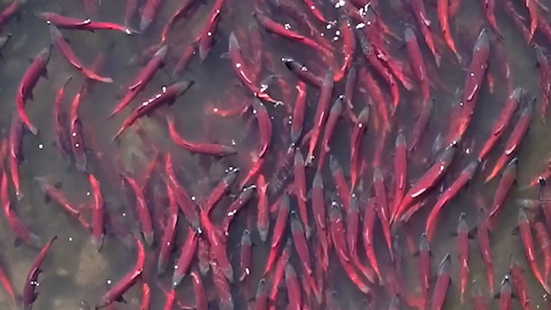 Why Salmon Need Herring