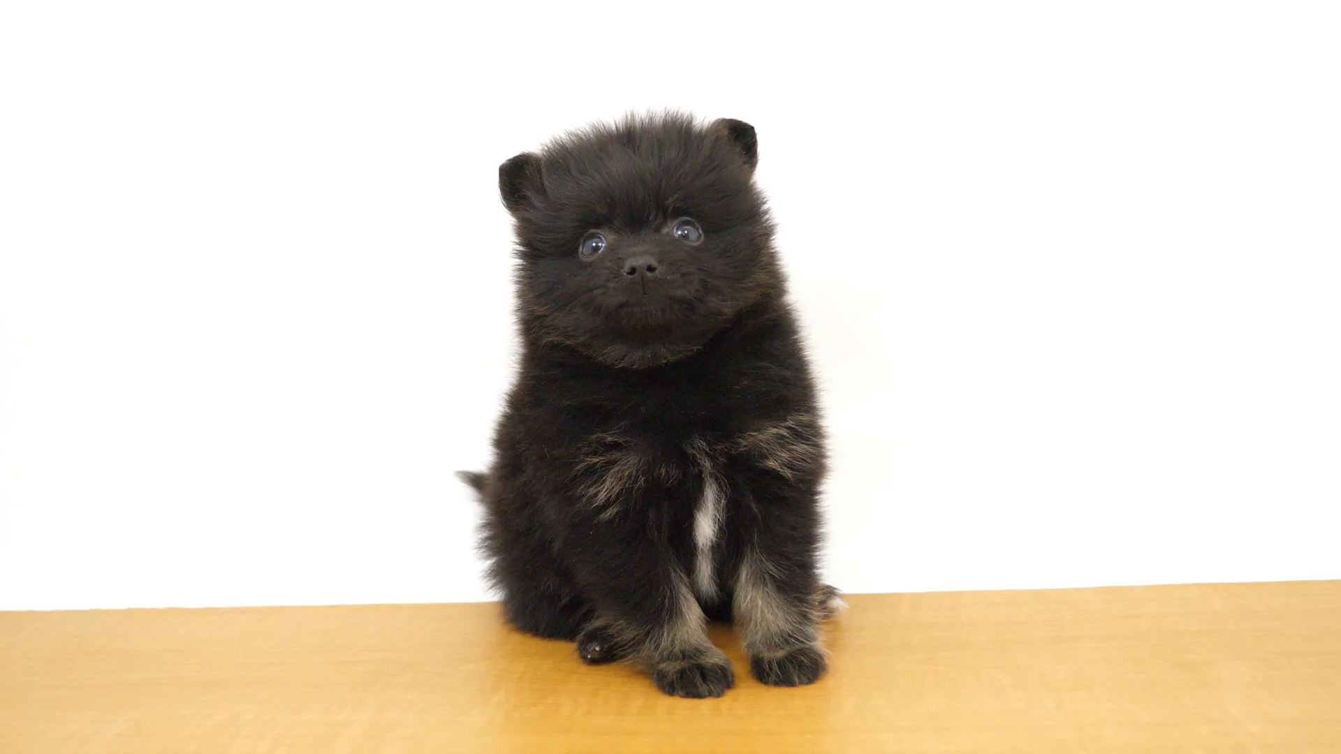 ポメラニアン ブラックタン＆ホワイト 男の子 戸田公園店