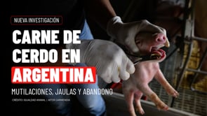 Así son los GRANJAS de CERDOS en ARGENTINA: mutilaciones, jaulas y abandono