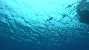 2511_Blacktip reef shark silhouettes below surface