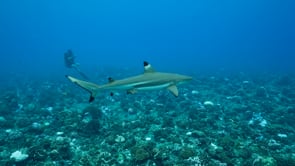 2512_Two blacktip reef sharks swimming over coral reef