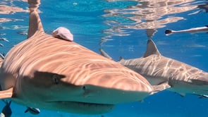 2513_many blacktip reef sharks super close up