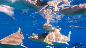2514_Blacktip reef sharks super close up below surface