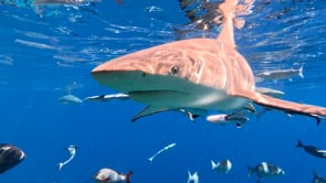 2515_Blacktip reef sharks swimming towards camera below ocean surface