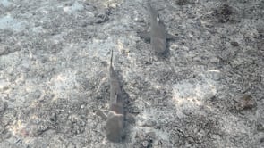 2517_Blacktip reef sharks in shallow water