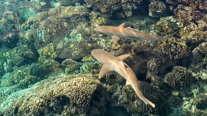 2518_Blacktip reef sharks swimming over shallow coral reef