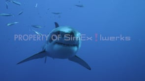 SuperPets & Shark