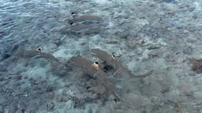 2519_Blacktip reef sharks swimming in shallow water