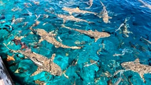 2520_Blacktip reef sharks feeding on ocean surface