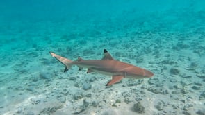 2522_blacktip reef shark swimming in shallow lagoon 