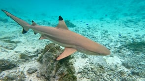 2523_Blacktip reef shark close up in shallow water