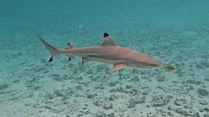 2524_Blacktip reef shark and pilot fish